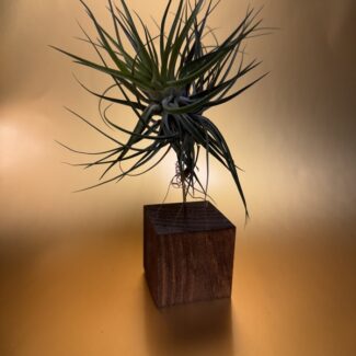 Air Plants Displays