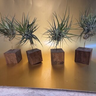 Airplants Stricta Inverta on a 2 inch Wood Square Block | TOPIARYTREE.NET