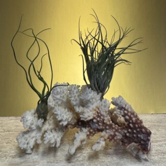 Airplants Stricata Midnight & Butzii on Coral Rock Display | TOPIARYTREE.NET