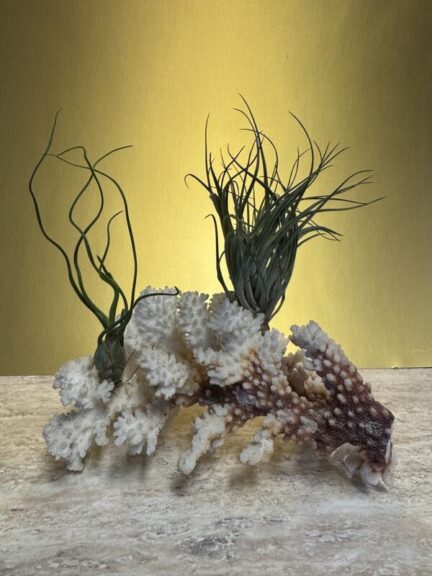 Two air plants, one with curling leaves and one with spiky rosette leaves, mounted on white coral rock