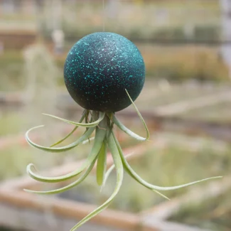 Wooden Orbs to Hold Airplants @ Baileyi X Streptophylla | TOPIARYTREE.NET