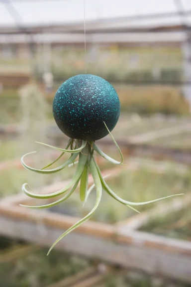 Dark speckled wooden orb hanging on a thread with a trailing air plant