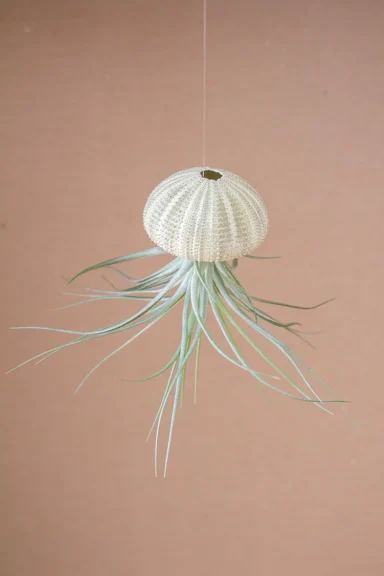 A white sea urchin shell with a small hole at the top, holding an air plant with trailing green leaves.