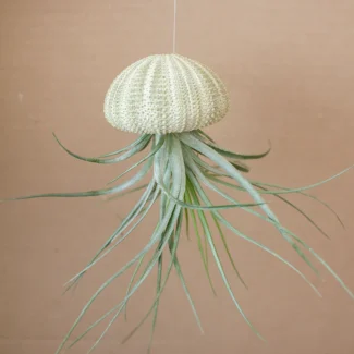 Hanging Green Urchin with Air Plant (Small) | TOPIARYTREE.NET