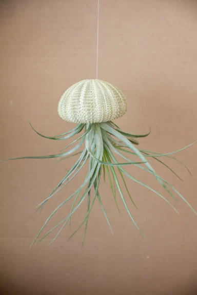 A pale green sea urchin shell with a hanging air plant, leaves fanning out below on a plain background.