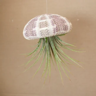 Hanging Green Urchin with Air Plant (Small)