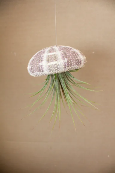 Striped urchin shell with a hanging air plant against a plain tan background, full string visible