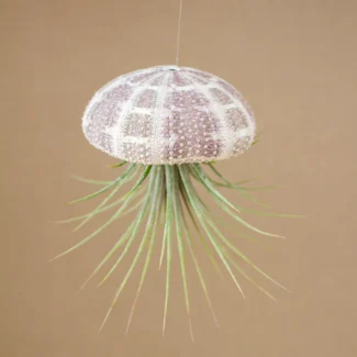 Hanging Green Urchin with Air Plant (Large) | TOPIARYTREE.NET