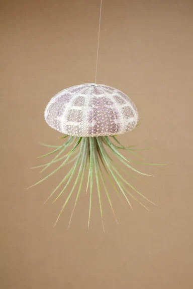 Close-up of a striped urchin shell with a green air plant hanging beneath it