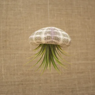 Hanging Green Urchin with Air Plant (Large) | TOPIARYTREE.NET