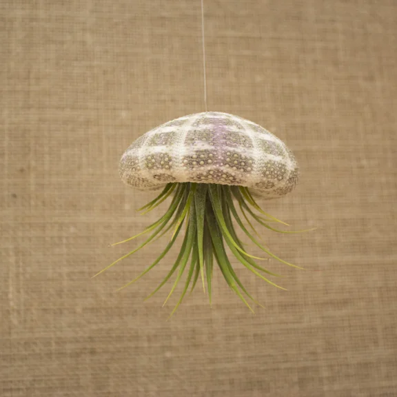 Urchin shell air plant hanger photographed against a woven linen backdrop