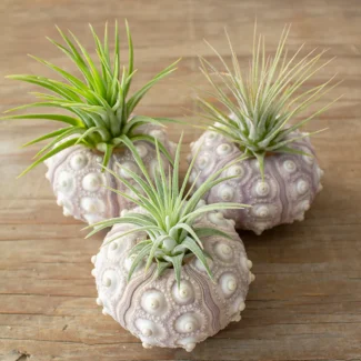 Green Sea Urchin Air Plants | TOPIARYTREE.NET