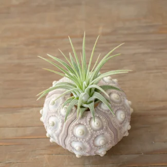 Green Sea Urchin Air Plants | TOPIARYTREE.NET