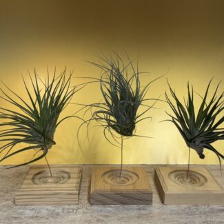 Airplants  Stricata Midnight  on a Wood Square Block | TOPIARYTREE.NET