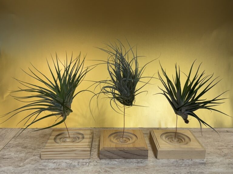 Three spiky air plants on individual carved wood blocks, shown from a slightly different angle.