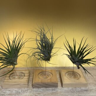 Airplants  Stricata Midnight  on a Wood Square Block | TOPIARYTREE.NET