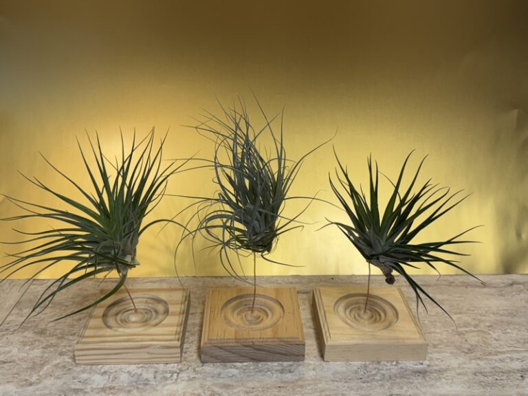 Three spiky air plants mounted on individual carved wood blocks, arranged side by side.