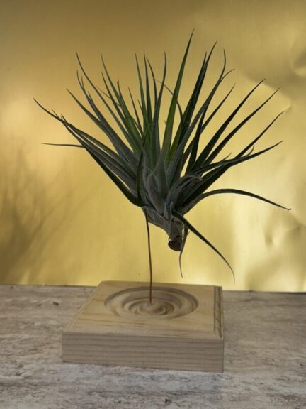 A single air plant with long, downward-curling leaves mounted on a wood block, close up.