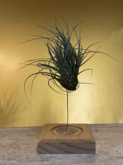 A single air plant with dense, radiating spiky leaves mounted on a wood block, close up.
