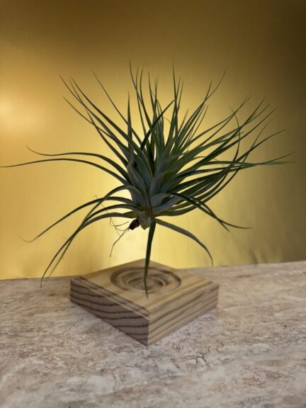 A single air plant with upright, fanning spiky leaves mounted on a wood block, close up.