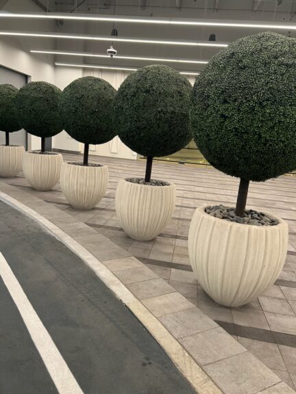 Five ball-shaped topiary standards in ribbed white planters lined up in a warehouse aisle.