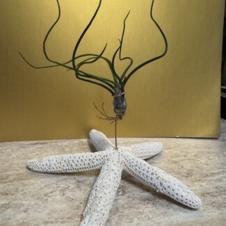 Airplant Butzii on a Star Fish Display | TOPIARYTREE.NET