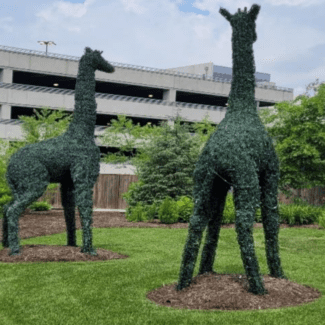 14 foot Giraffe with Outdoor Boxwood Foliages | TOPIARYTREE.NET