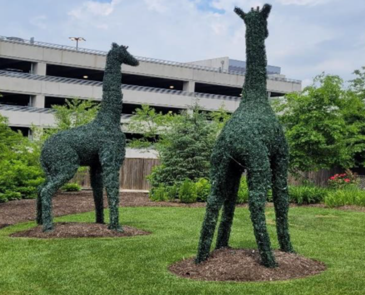 Two clipped green giraffe topiaries on a lawn near a parking structure