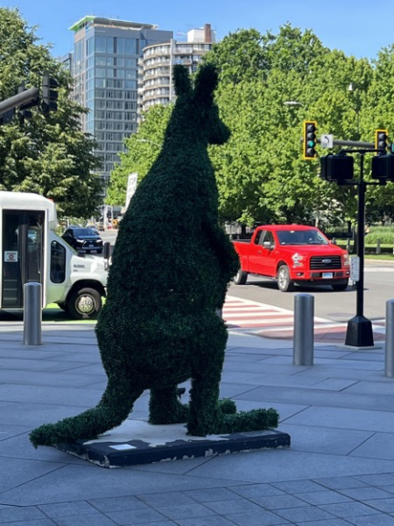 Kangaroo topiary viewed from behind in a paved plaza with trees and a red pickup truck nearby