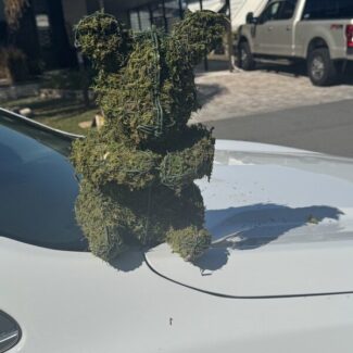 Sitting Topiary Bear! - Sphagnum Mossed from Oregon (14 x 8.5 x 9.5) HWD | TOPIARYTREE.NET