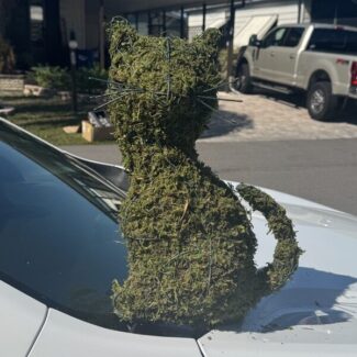 Sitting Topiary Cat with whiskers! - Sphagnum Mossed from Oregon (17 x 10 x 7) HWD | TOPIARYTREE.NET