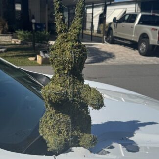 Sitting Topiary Rabbit - Sphagnum Mossed from Oregon (18.5 x 11 x 8) HWD | TOPIARYTREE.NET