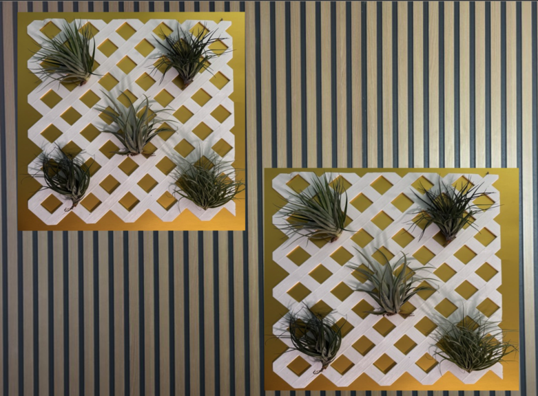 Two white lattice panels with air plants shown side by side against striped wall paneling.