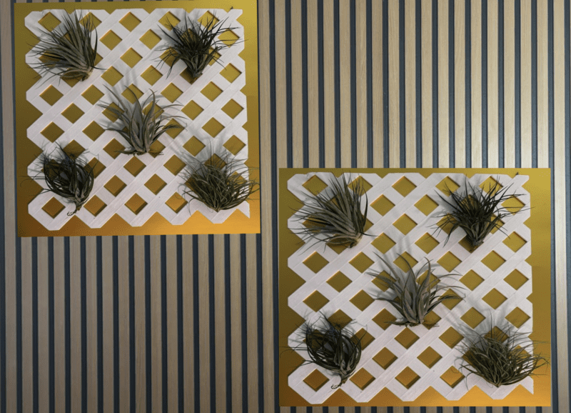 white lattice fence pair for wall hanging with live air plants 2