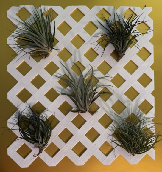 White lattice panel with five live air plants attached, shot against a gold backdrop.