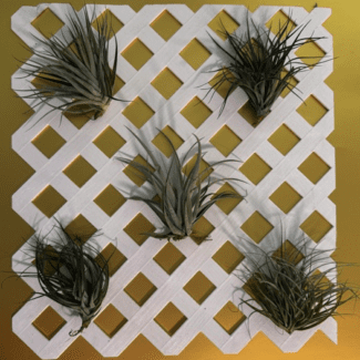 White Lattice Fence 18 x16 Display with Live Airplants | TOPIARYTREE.NET