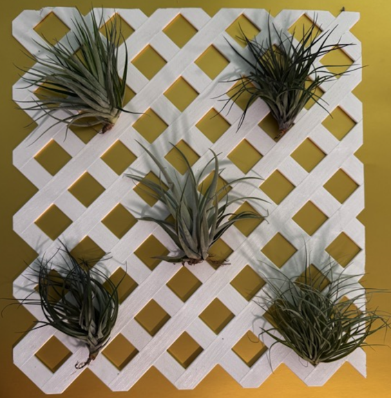 White plastic lattice panel with five air plants attached, laid flat against a gold backdrop.