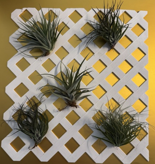 White lattice panel with five air plants spaced across it against a golden background.