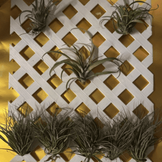 White Lattice Fence 18 x16 Display with Live Airplants | TOPIARYTREE.NET
