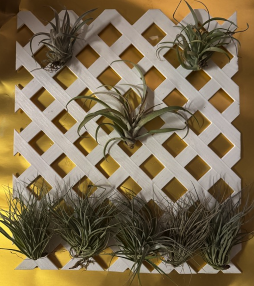 White lattice panel with five green air plants mounted across it, seen from directly above.