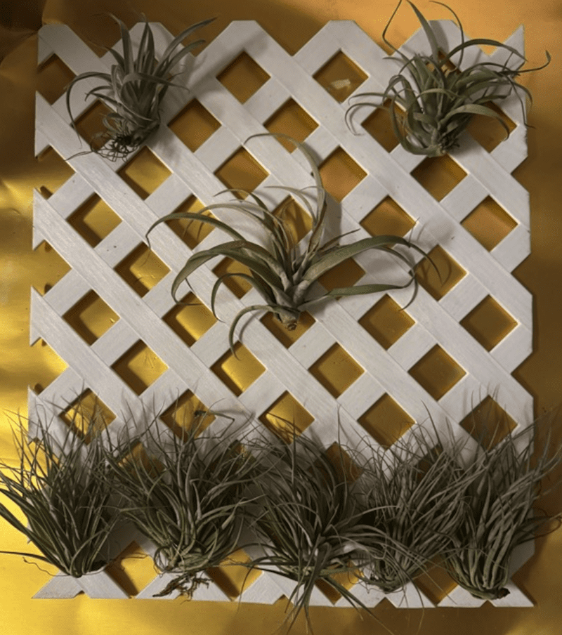 white lattice fence with air plants 4