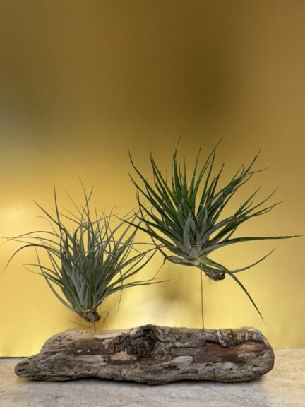 Two green spiky air plants of different sizes mounted upright on a smooth, pale driftwood log.