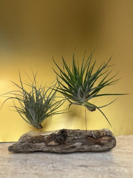 Two green spiky air plants mounted upright on a smooth, pale driftwood log, repeat shot.