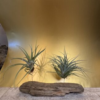 (2) Air Plants on Natural Drift Wood from Centerville Beach, CA | TOPIARYTREE.NET