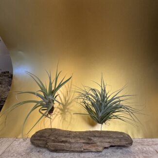 (2) Air Plants on Natural Drift Wood from Centerville Beach, CA | TOPIARYTREE.NET