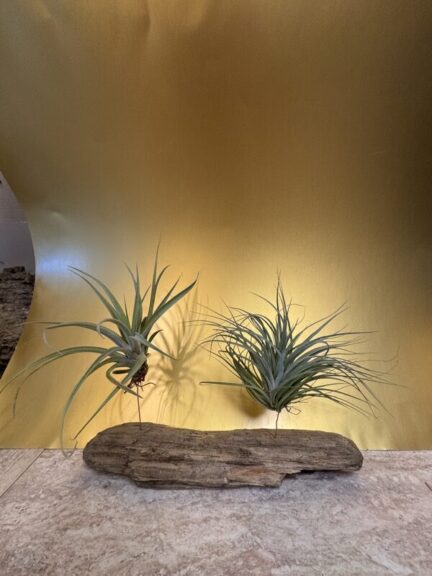 Two air plants on pale driftwood, one thin with drooping leaves, one bushier, against a gold backdrop.