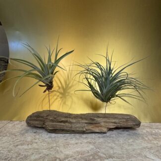(2) Air Plants on Natural Drift Wood from Centerville Beach, CA | TOPIARYTREE.NET