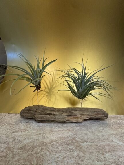 Two air plants on a smooth pale driftwood log, one thin and drooping, one bushier, against a gold backdrop.