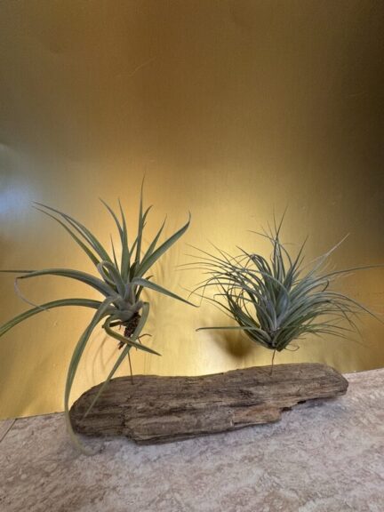 A small spiky air plant on a raised stem with moss at its base, beside a larger bushy air plant, on curved driftwood.