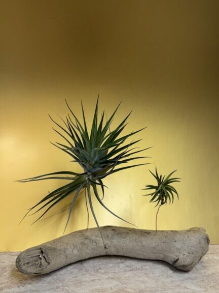 Two star-shaped spiky air plants mounted on a grey driftwood branch.